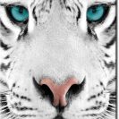 plakat tygrys turkusowe oczy