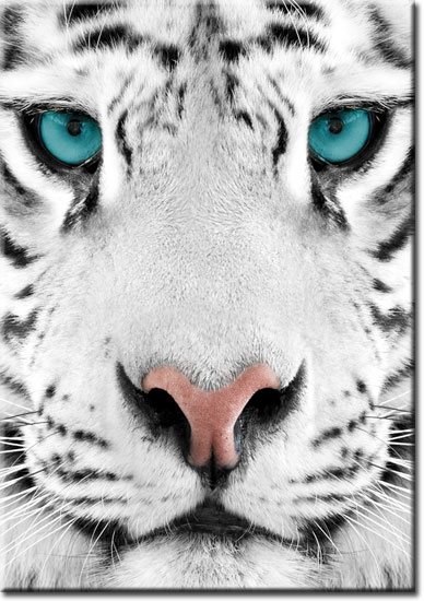 plakat tygrys turkusowe oczy