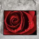 Czerwona róża na plakacie
