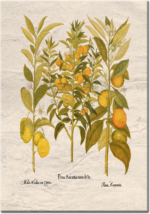 plakaty z mandarynkami