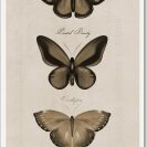 Śliczny plakat do ozdoby salonu - Motylki w stylu vintage