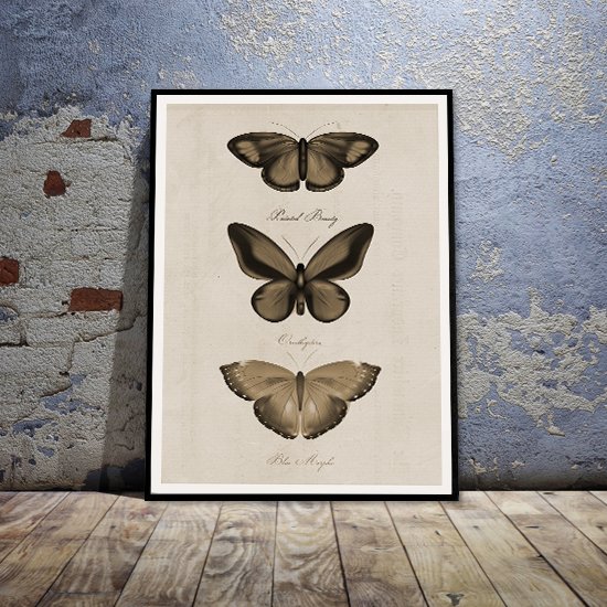 Plakat w czarnej ramie z motylami w sepii