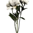 motyw białych kwiatów jako plakat ścienny