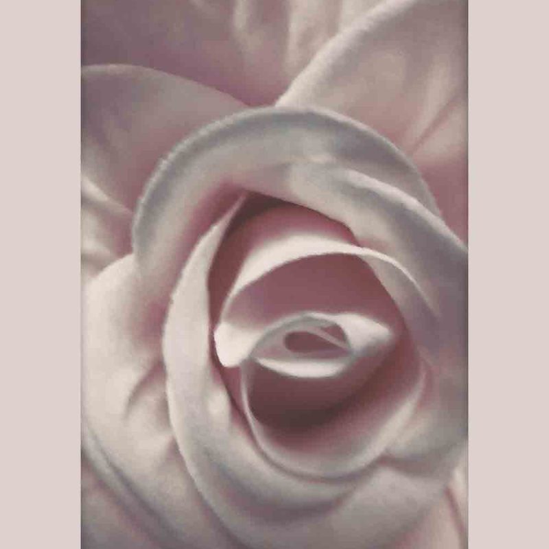 Plakat z różową różą