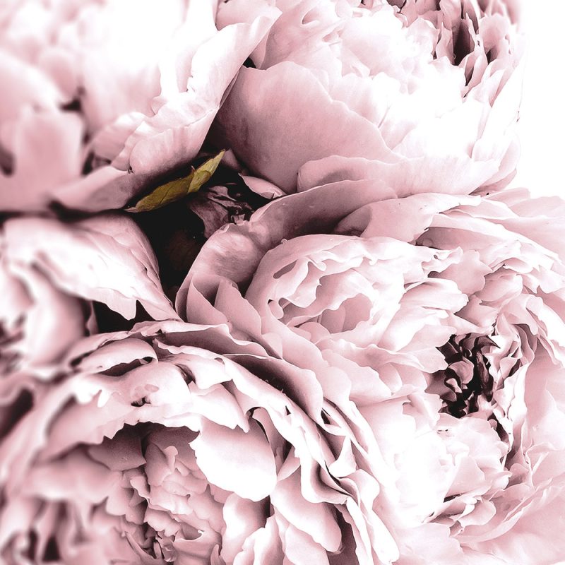 plakat z beżowo-różowymi kwiatami piwonii