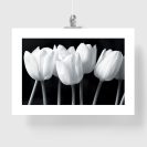 plakat z białymi tulipanami
