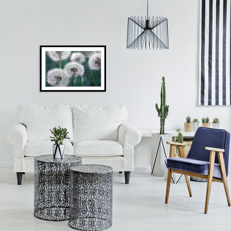 Plakat z dmuchawcami na łące Plakat dmuchawce