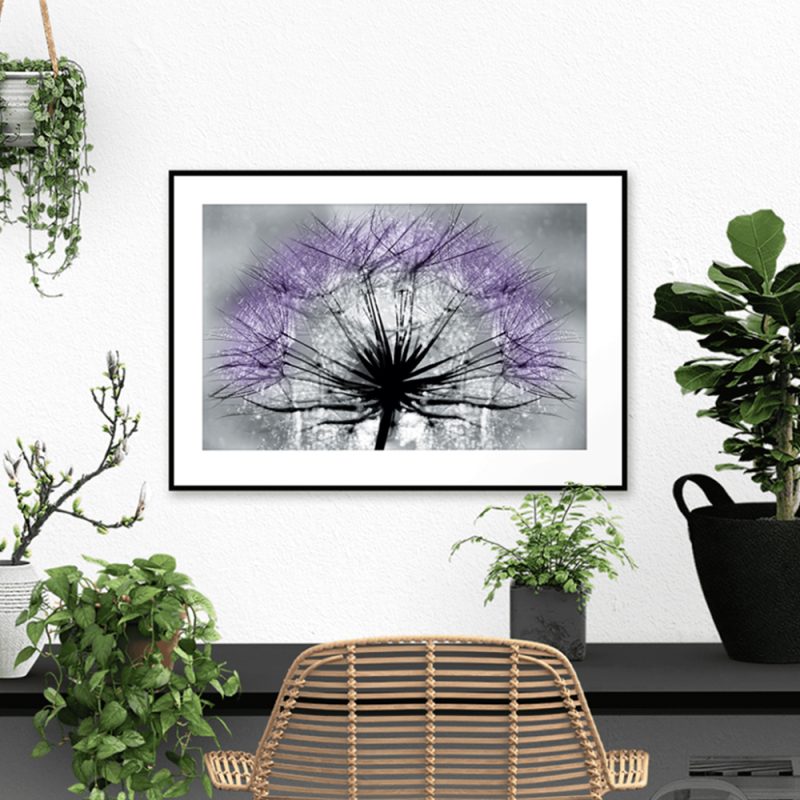 Plakat fioletowy dmuchawiec Plakat z fioletowym dmuchawcem