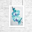 Plakat niebieskie orchidee