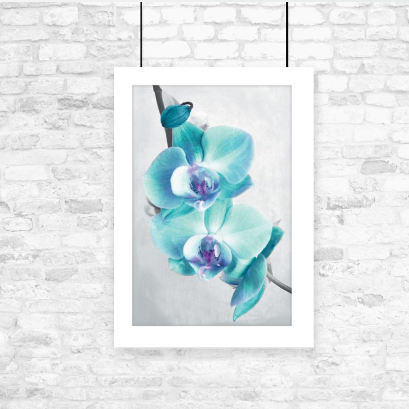 Plakat niebieskie orchidee