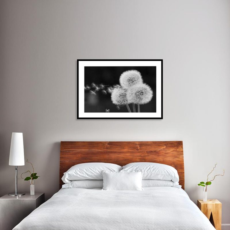 Plakat dmuchawce czarno-białe Plakat czarno-białe dmuchawce