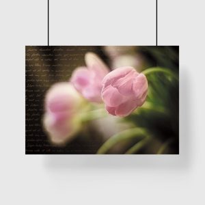 plakat z motywem różowych tulipanów