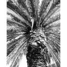 Plakat z palmą