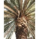 Plakat - Motyw egzotycznej palmy