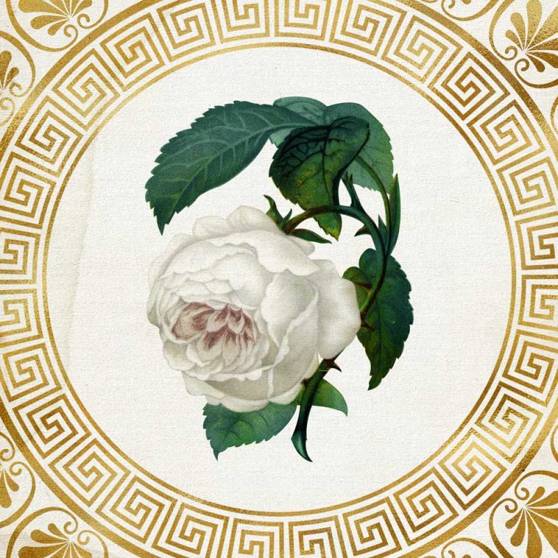 Plakat - Biała róża