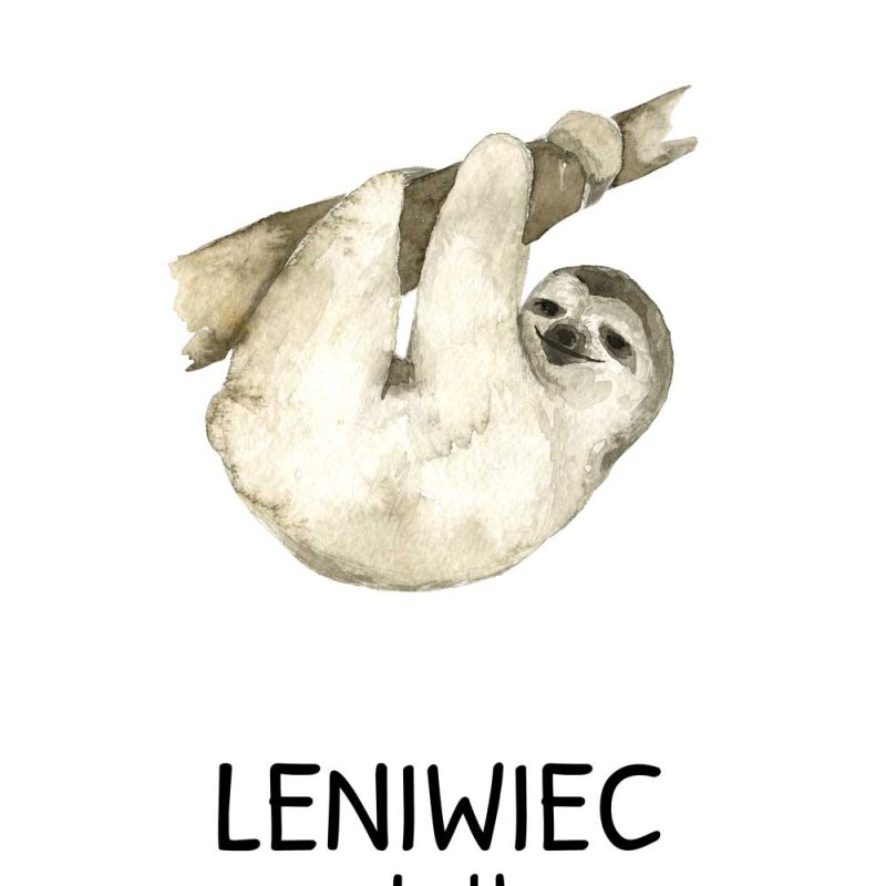 sloth- leniwiec plakat dla dzieci