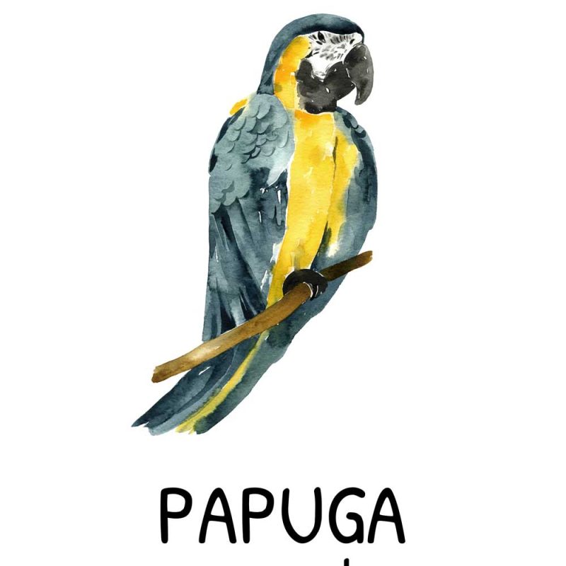 Plakat dziecięcego - Papuga