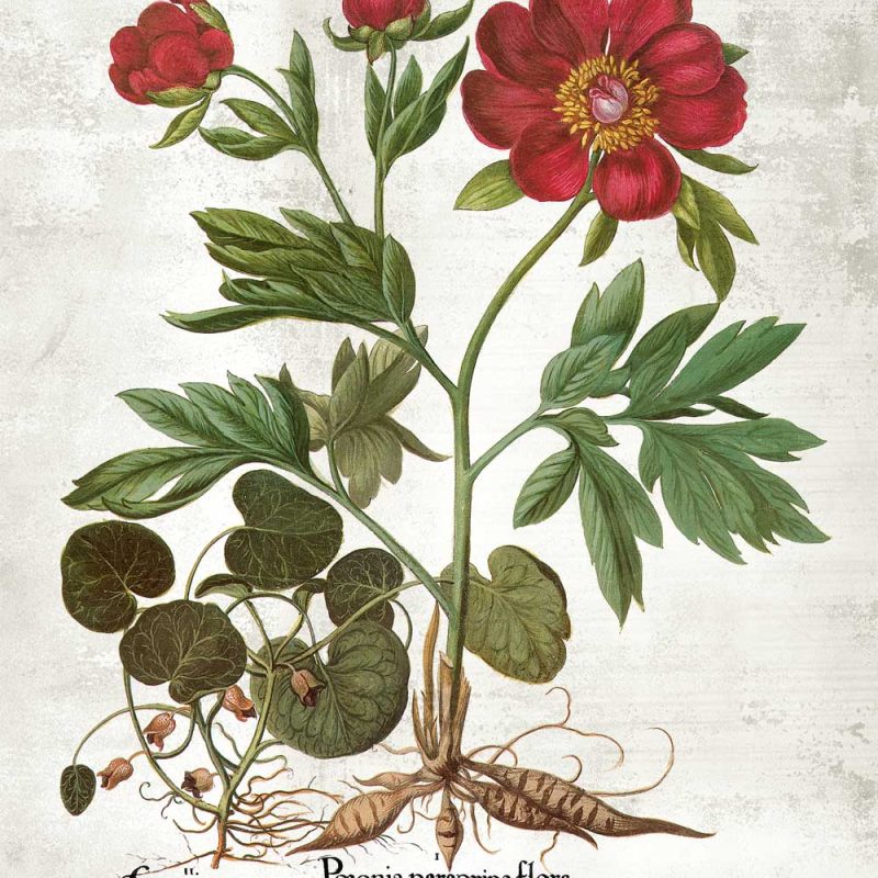 Plakat - Peonia