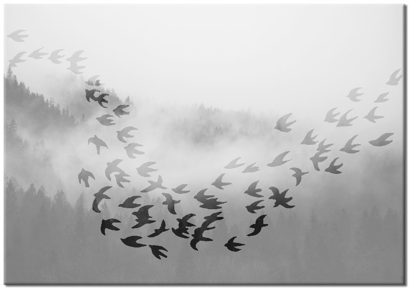 plakat ptaki we mgle