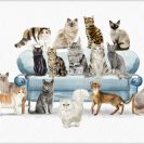 plakat koty na kanapie