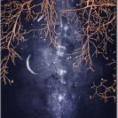 plakat gwiazdy i gałęzie drzewa