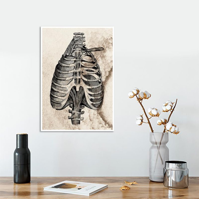 Plakat z rysunkiem żeber Plakat ze szkicem anatomicznym do salonu