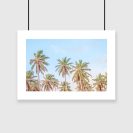 Plakat palmy