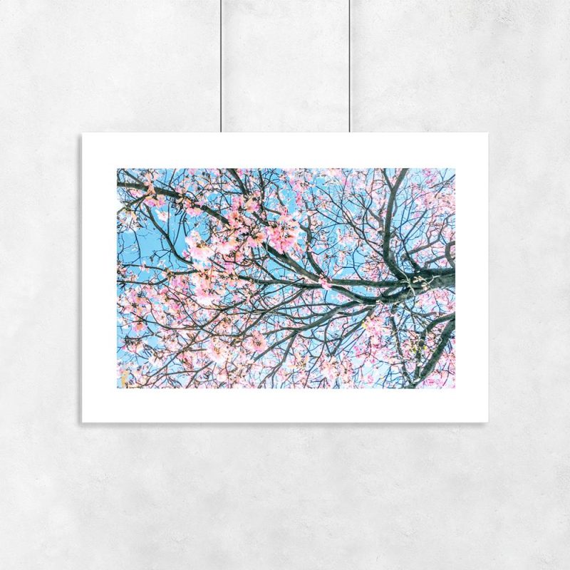 Plakat kwitnące drzewo