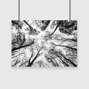 Plakat drzewa
