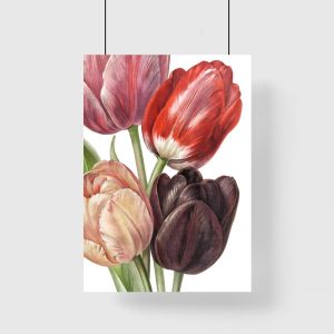 tulipany na białym tle
