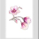 plakat z motywem magnolii