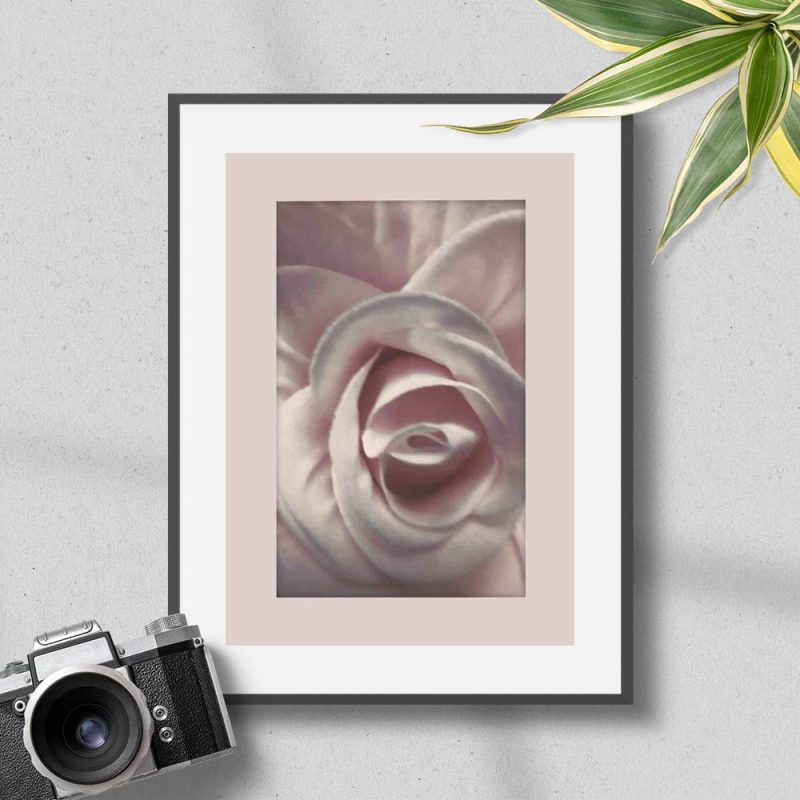Plakat - Różowa róża do sypialni