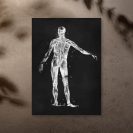 Plakat dla fizjoterapeutów - Anatomia człowieka