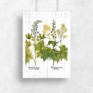 Botaniczny plakat z górskimi kwiatami na deskach do przedpokoju