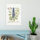 Botaniczny plakat z niebieskim kwiatem do gabinetu