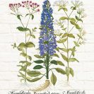 Botaniczny plakat z niebieskim kwiatem do jadalni