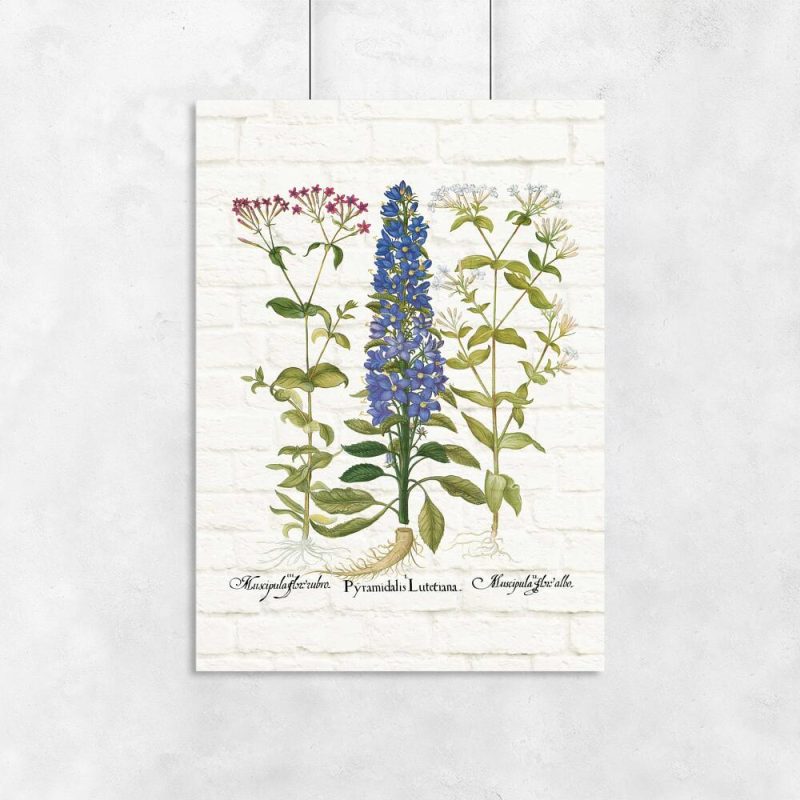 Botaniczny plakat z niebieskim kwiatem do przedpokoju
