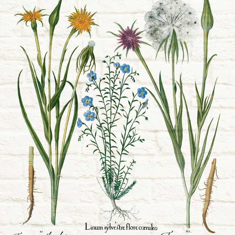 Botaniczny poster z niebieskimi leśnymi kwiatuszkami do jadalni
