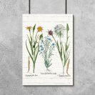 Botaniczny poster z niebieskimi leśnymi kwiatuszkami na prezent