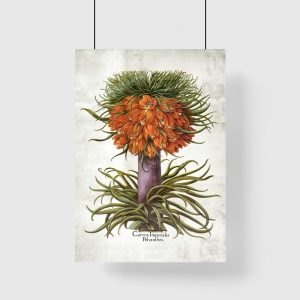Cesarska korona - Plakat botaniczny do biura
