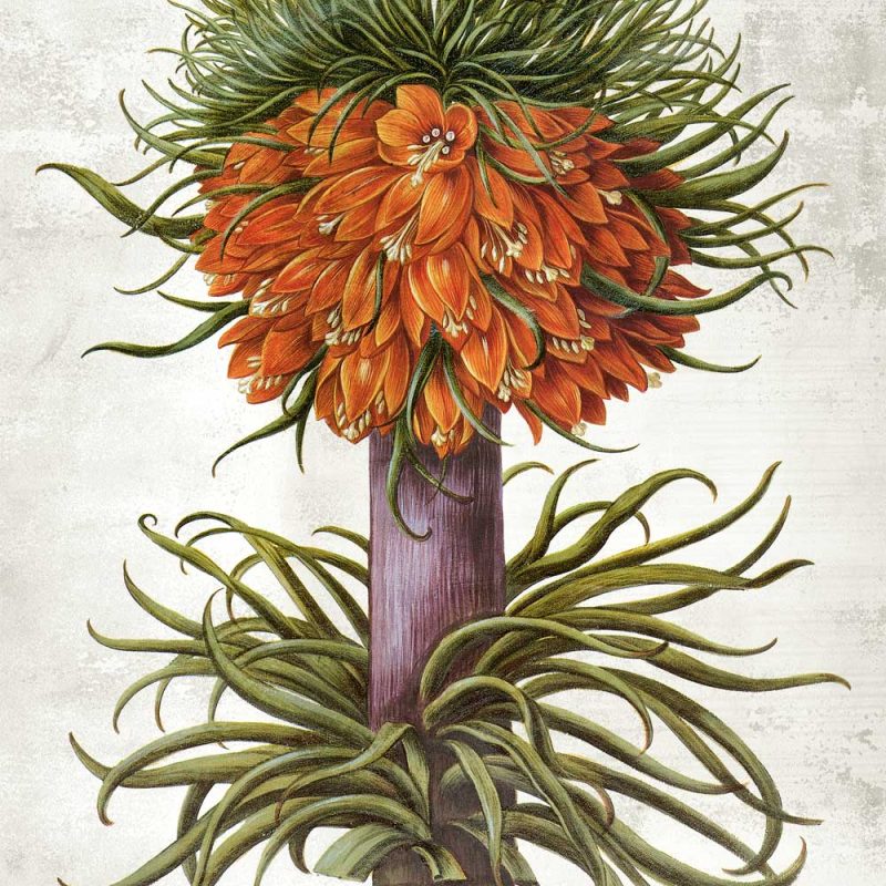 Cesarska korona - Plakat botaniczny na prezent