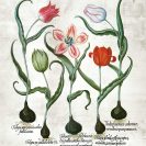 Czerwone tulipany - Plakat botaniczny do jadalni