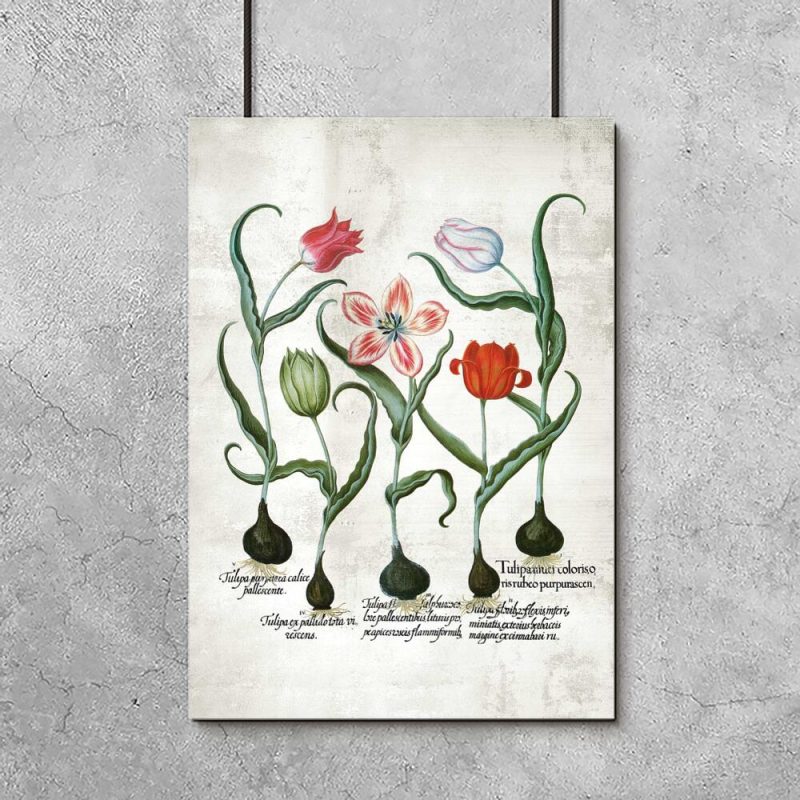 Czerwone tulipany - Plakat botaniczny do przedpokoju