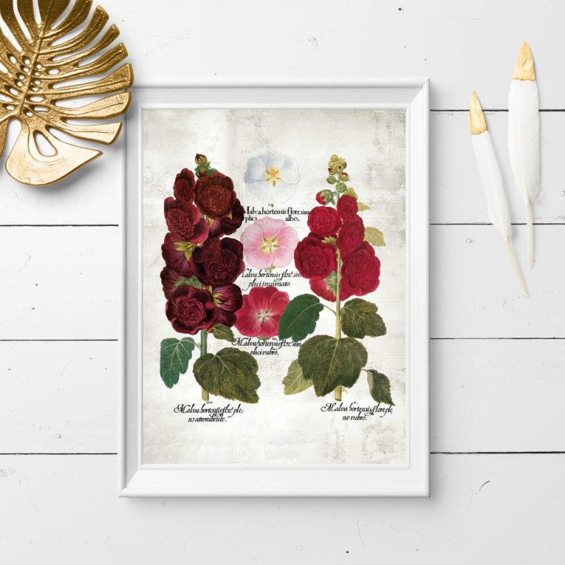 Edukacyjny plakat do szkoły z rycinami kwiatów Edukacyjny plakat do szkoły z rycinami kwiatów