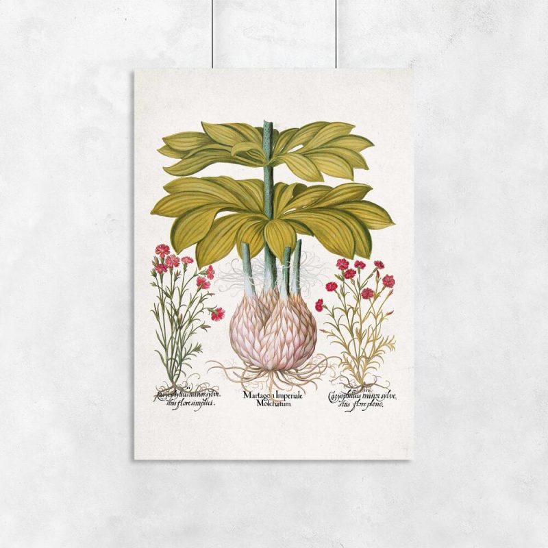 Edukacyjny plakat z roślinami