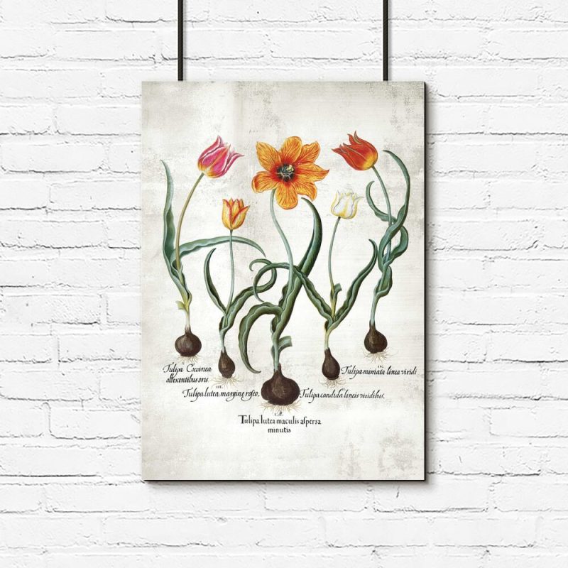 Holenderskie tulipany - Plakat z łacińskimi nazwami do gabinetu