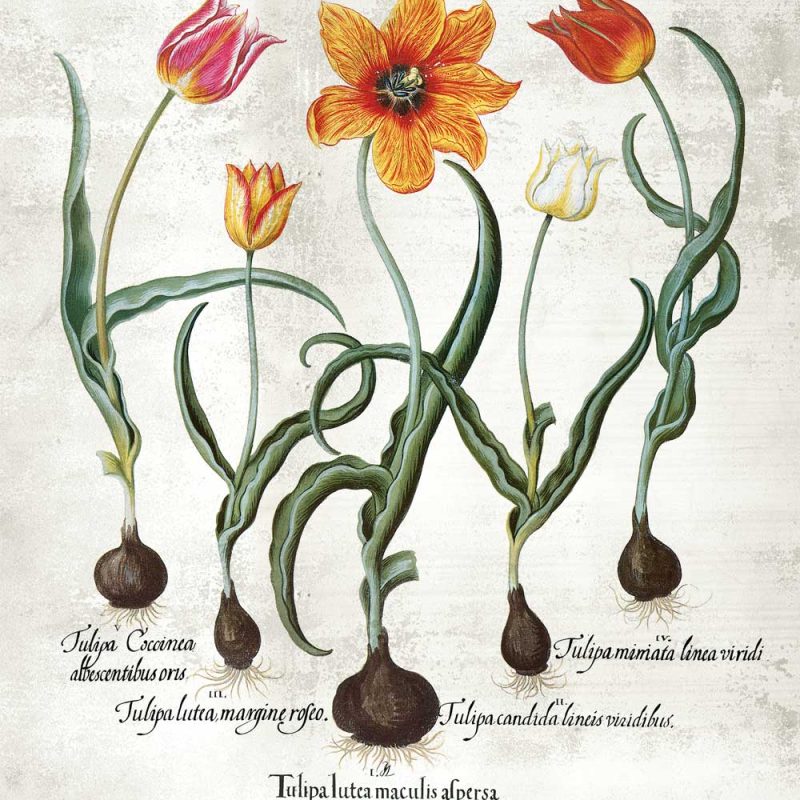 Holenderskie tulipany - Plakat z łacińskimi nazwami do jadalni