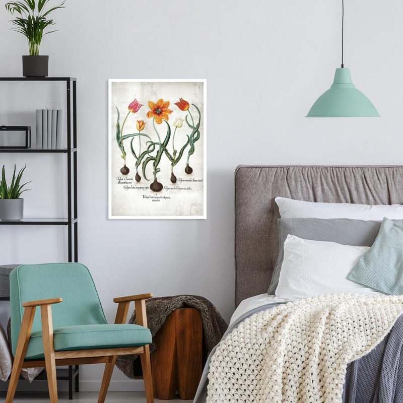 Holenderskie tulipany - Plakat z łacińskimi nazwami do sypialni