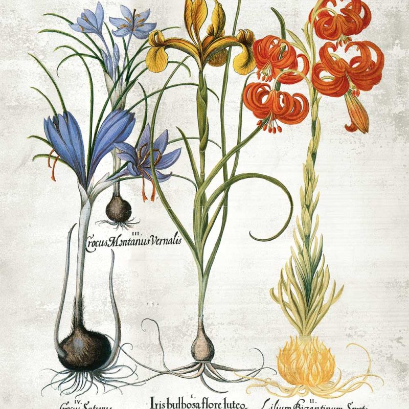 Naukowy plakat z kwiatami