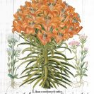Plakat botaniczny - Pomarańczowe lilie z cętkami do jadalni